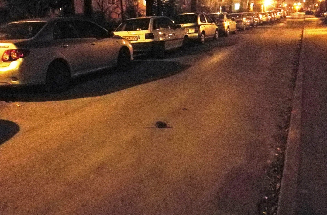 Vajon Tatabánya-Újvárosban miért kószálnak ilyen nyíltan a patkányok az utcákon? A Schmidt Csaba-féle kukatárolókba még be is tudnak költözni!
