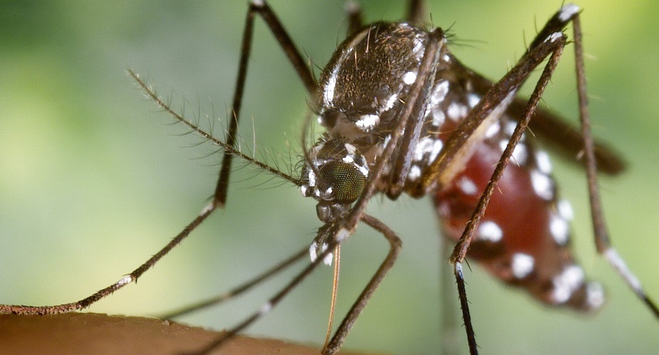 MEGKÖNNYEBBÜLHETÜNK ETTŐL A HÍRTŐL: a koronavírust a szúnyogoktól nem kaphatod el