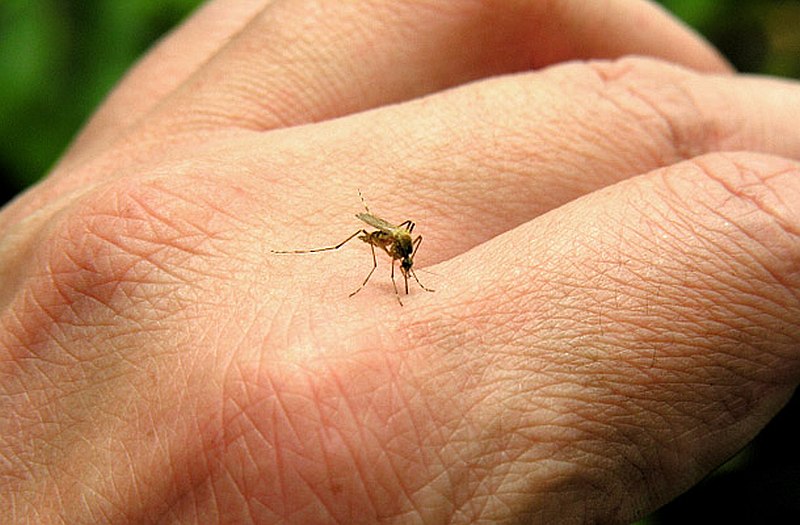 PÉNTEK ESTE GYÉRÍTIK A TATABÁNYAI SZÚNYOGOKAT! Jó tanácsok, mire számíts