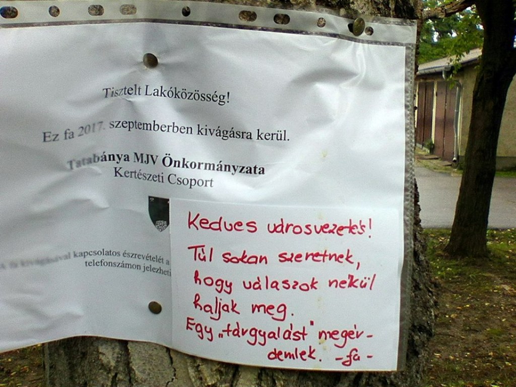 Egy fa nevében küldtek megható üzenetet a lakók a tatabányai városvezetésnek