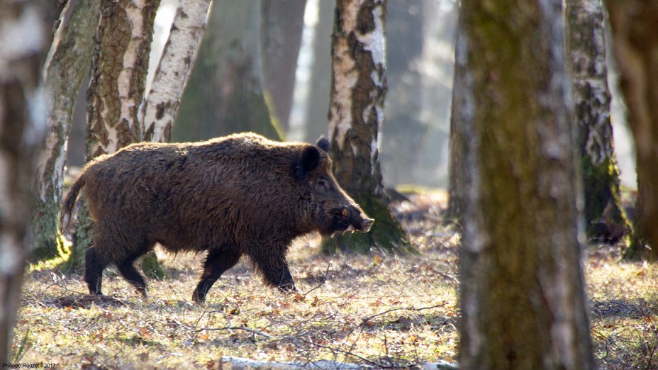 GÖDÖRBE ESETT A VADDISZNÓ TATABÁNYÁN! Lángoló kanapé, dolgoztak a tűzoltók