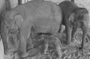 Mától látható az újszülött kiselefánt az Állatkertben
