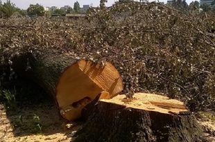 Támogasd te is a PETÍCIÓT, hogy a Pillangó park fái megmaradjanak