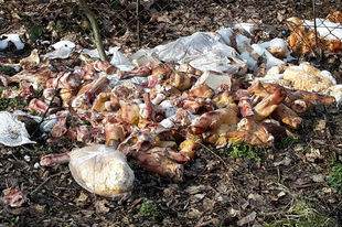 Felháborító! Bűz és darabolt állati tetemek Zuglóban