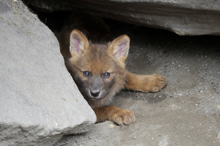 Már láthatók a ritka ázsiai vadkutya kölykök a budapesti állatkertben