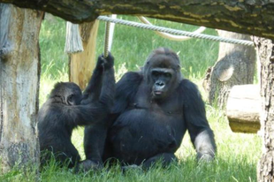 Karácsonyi áldás a gorilláknál, kölyök született a fővárosi állatkertben