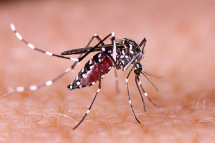 Újfajta, emberre és állatra komoly betegségeket hordozó veszélyes szúnyog szaporodott el Magyarországon: Reméljük, Zuglóba minél később vagy egyáltalán nem jut el