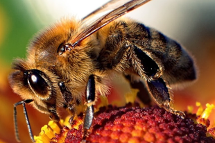 ZÜM-ZÜM!  A zuglói méheket Brüsszel védte meg az Orbán-kormány ellenében.