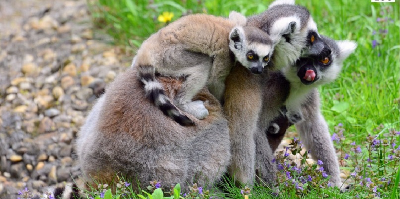 allatok-zoobudapest-com.jpg