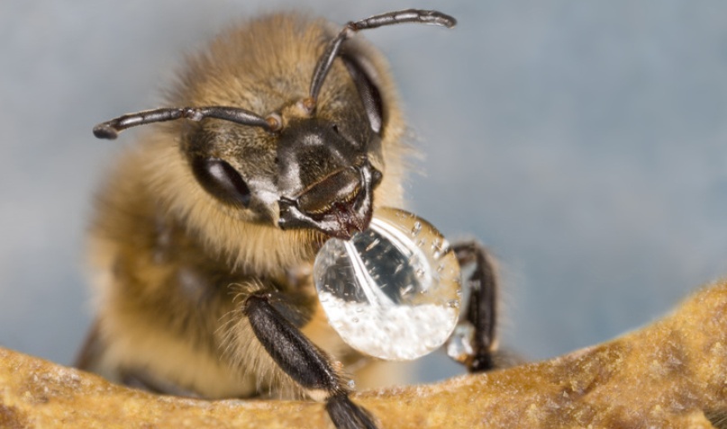 meh-mezcsepp-gettyimageshungary.jpg