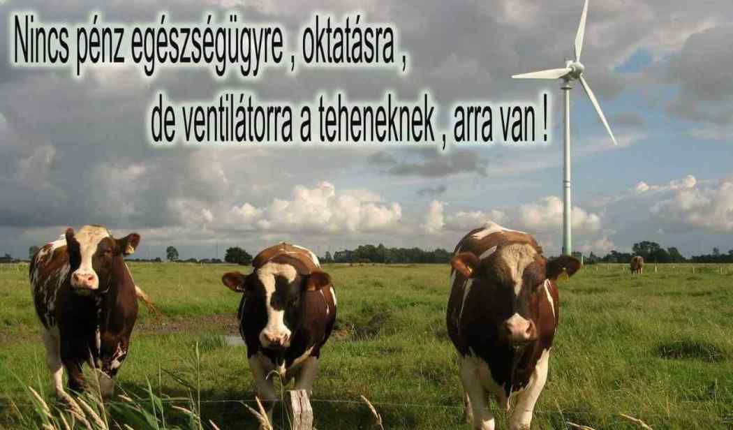 tehenek-szelkerek-szabadmagyarszo-hu.jpg
