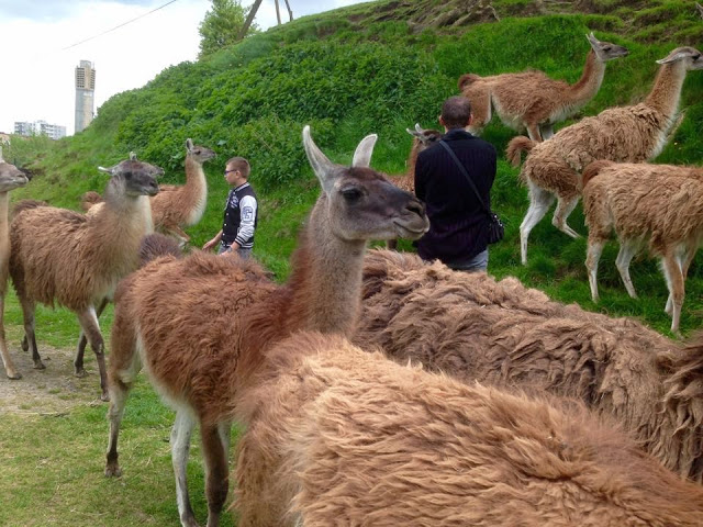 guanaco.jpg