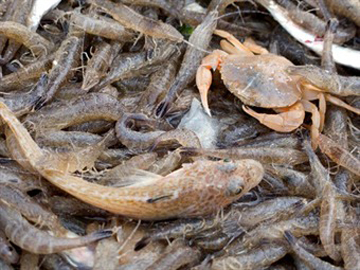 shrimp-fishermen-4_tcm13-11996.jpg