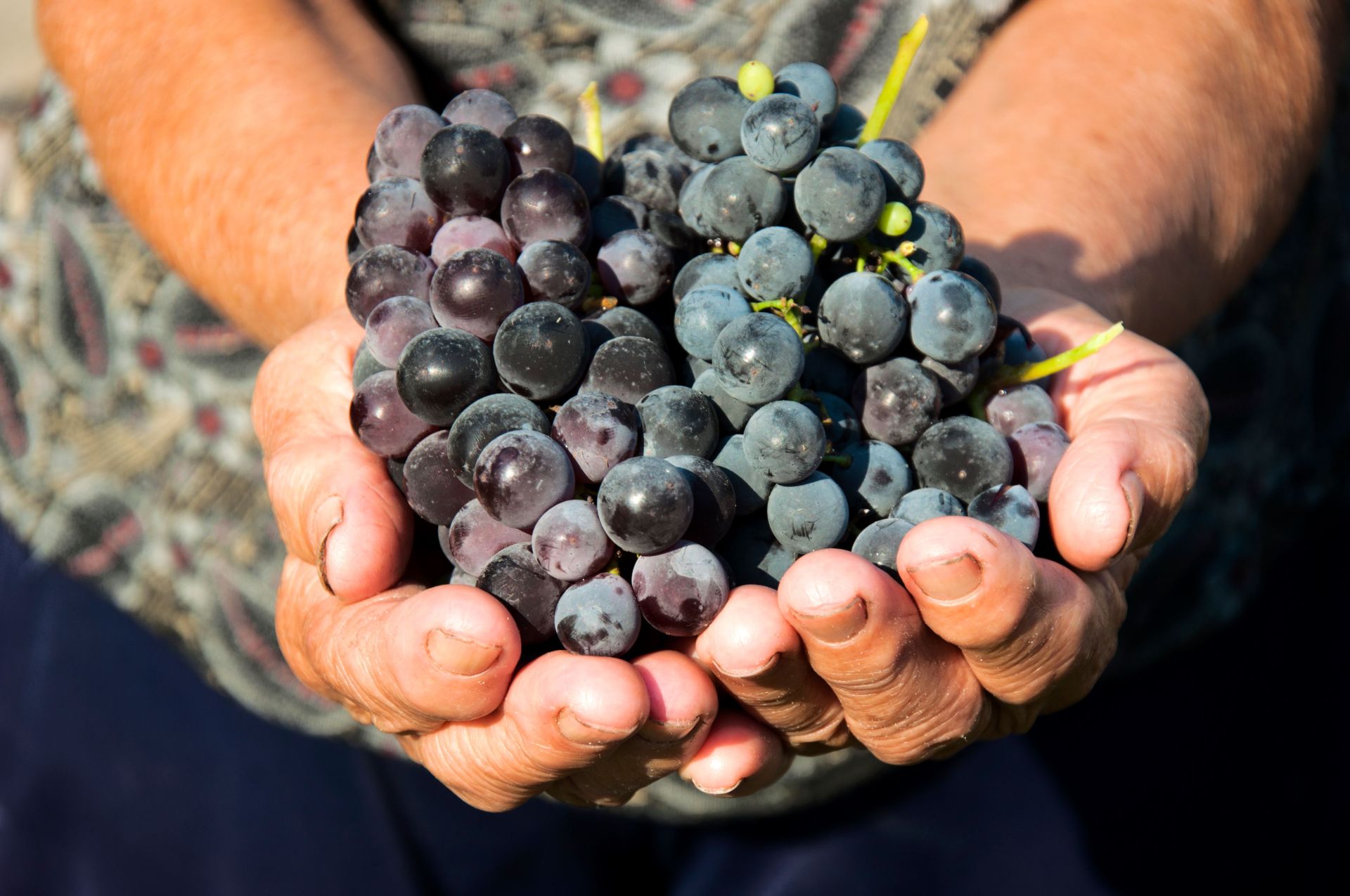 grape-farmer.jpg
