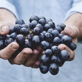 26 új szőlőfajtát azonosítottak Chilében