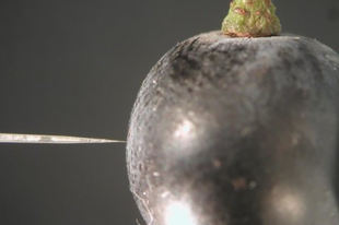Miniatűr oxigénmérő szonda a szőlőszemekben