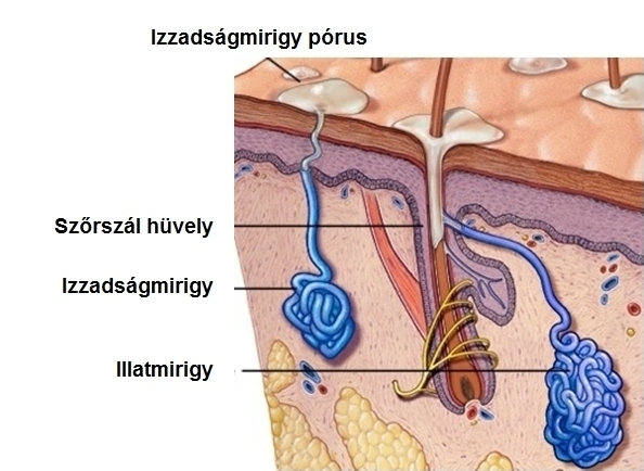 a_bor_mirigyei.jpg