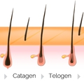 A szőrszál növekedési fázisai