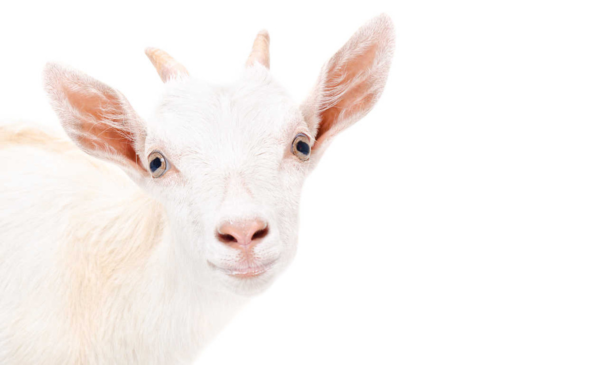 white-goat.jpg