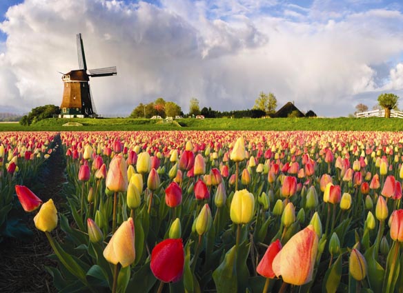 tulipán3.jpg