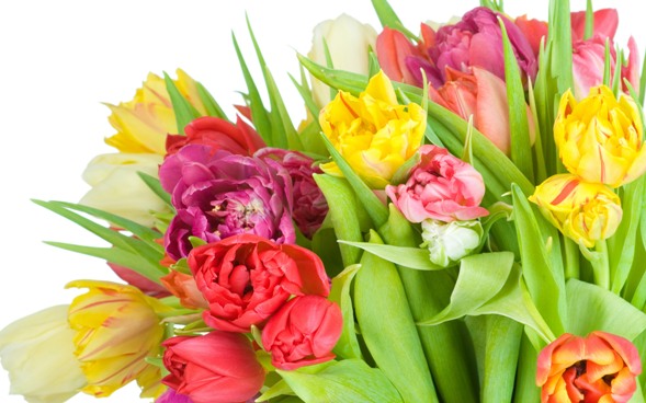 tulipán4.jpg