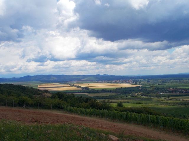 Hegyaljai hétvégék - Árpád-hegy, TR Művek, Carpinus