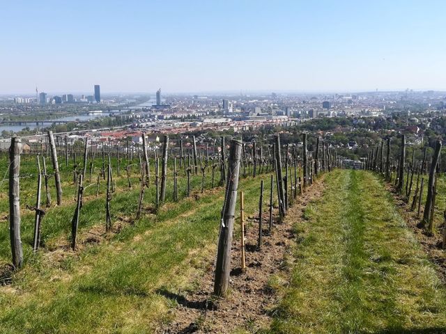 Rejtőzködő borvidékek: Wien (Bécs) - Weingut Wieninger és Weingut Mayer