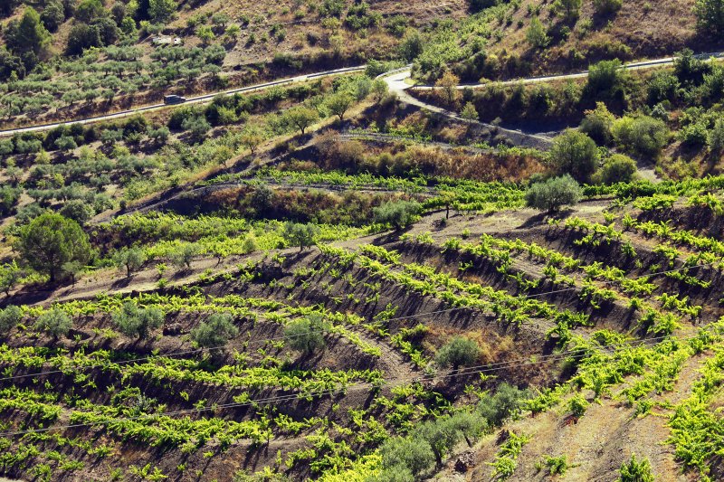 priorat01.jpg