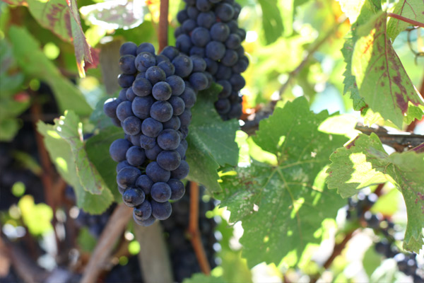 usa-california-sonoma-county-kutch-wines-sonoma-coast-pinot-noir-fruit.jpg
