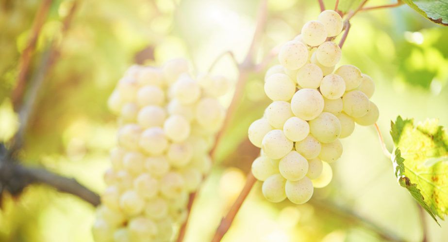sauvignon_blanc_grapes-923x500-1.jpg