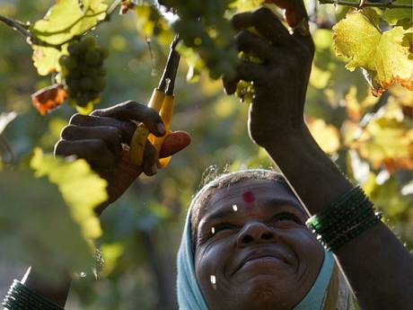 India-wine-1-AP.jpg