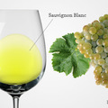 Sauvignon blanc