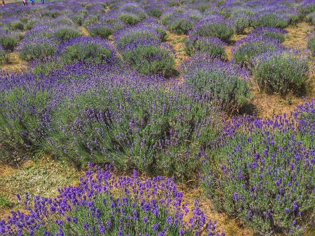 A magyarországi Provence