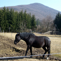 2011. március 12. Ipolytölgyes - Gömbölyű-kő - Nagyirtáspuszta - Kopasz-hegy - Kóspallag - Csurgópuszta - Zebegény