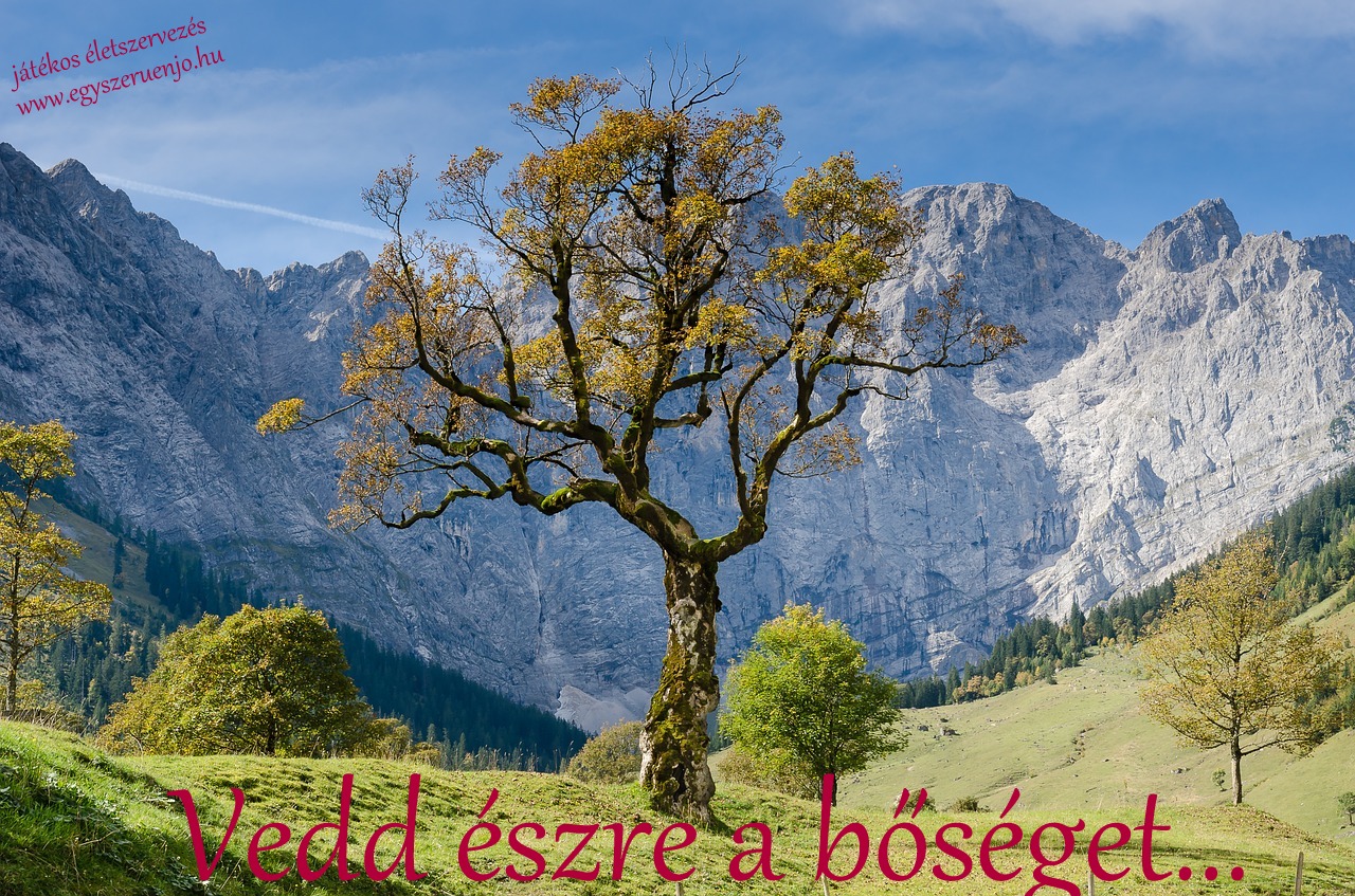 boseg.jpg