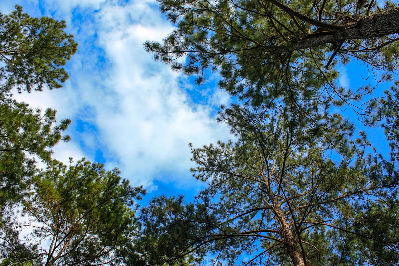 pine-forest-1042800_1280.jpg