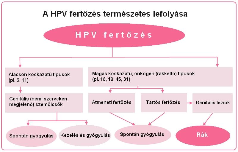 hpv1.jpg