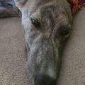 #greyhound #hungariangreyhound  #alma #hardparty #afterafter