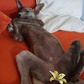 #greyhound #hungariangreyhound #puppy #dög #bitch #kurva #sweetheart #sweet #alma #whippet