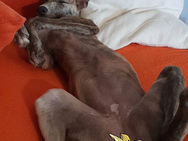 #greyhound #hungariangreyhound #puppy #dög #bitch #kurva #sweetheart #sweet #alma #whippet