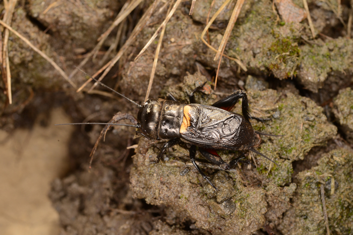 02_delitamas_mezeitucsokhim2_web_700px.jpg