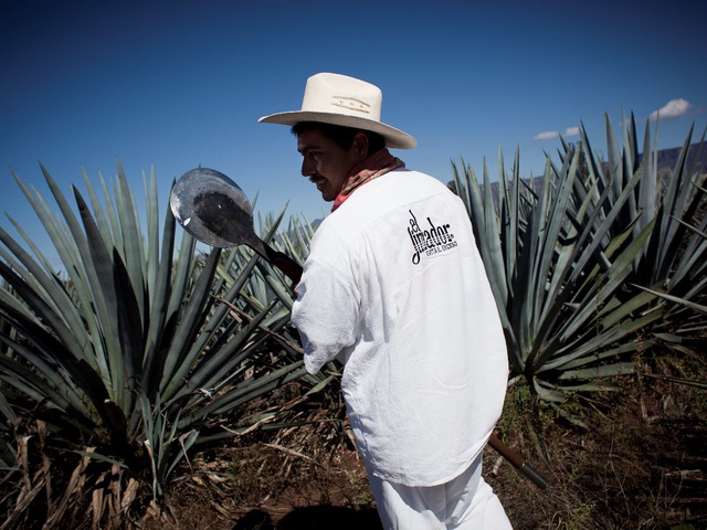 Az agave szívéből készül a legfinomabb tequila