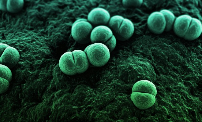 meningococcus-shutterstock_41587504-660x400.jpg