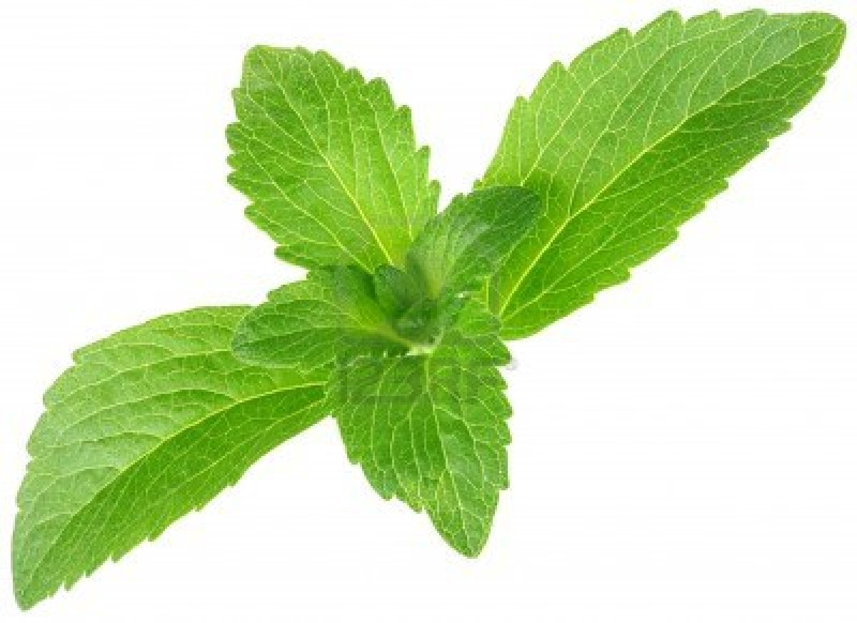 stevia_plant.jpg