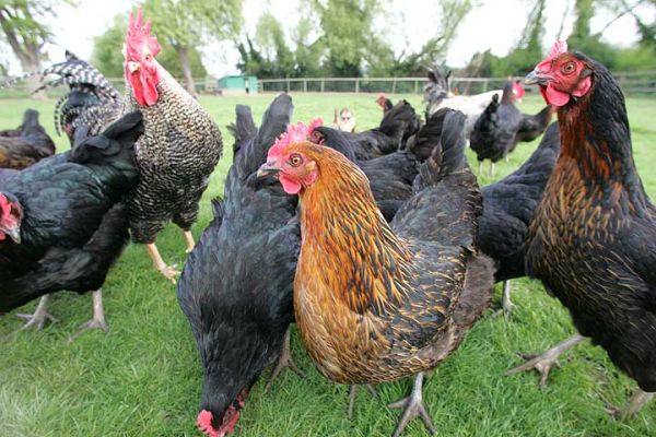chicken1.jpg