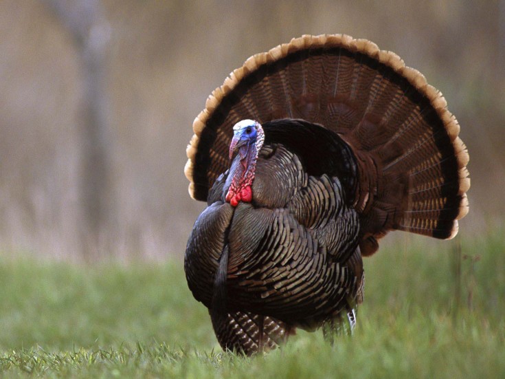 wild-turkey-.jpg