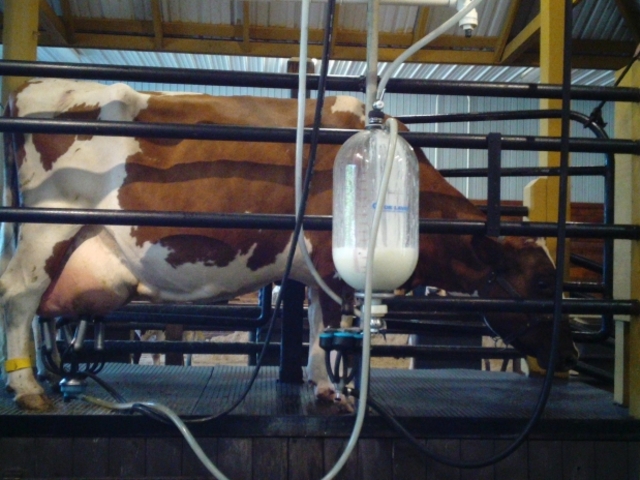 Coface: aggasztó áresés a tejszektorban, kockázatosabb lehet az ágazat