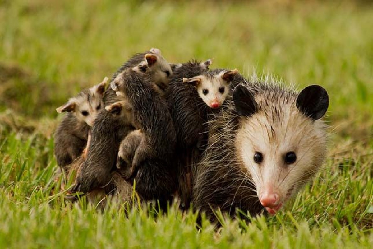 b2ap3_amp_opossum-csalad.jpg