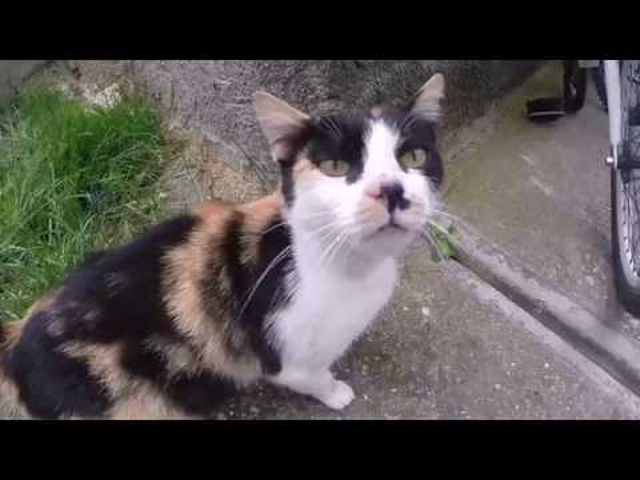 Széphalom - Kassa - Széphalom