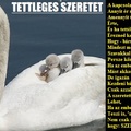 Tettleges szeretet